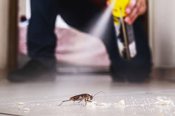 Best Wasp Removal Services  in Deadwood, SD